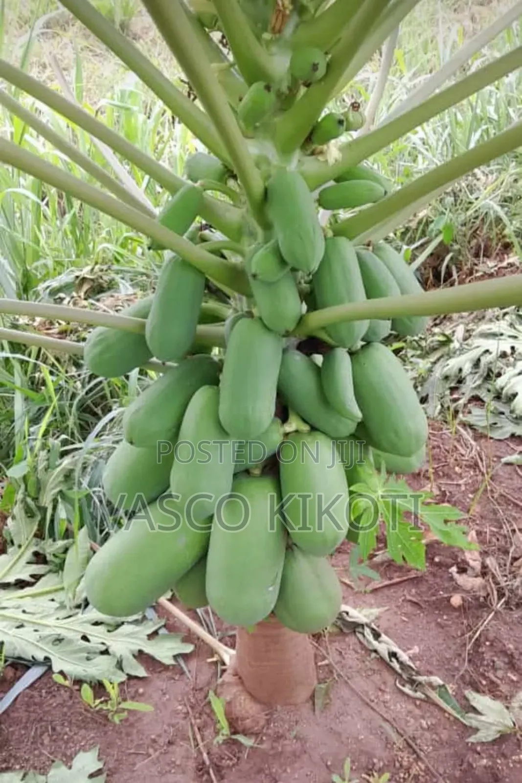 Miche Ya Matunda