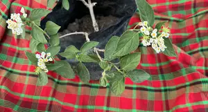 Ua White Lantana Plants in Kajiado & Kitengela