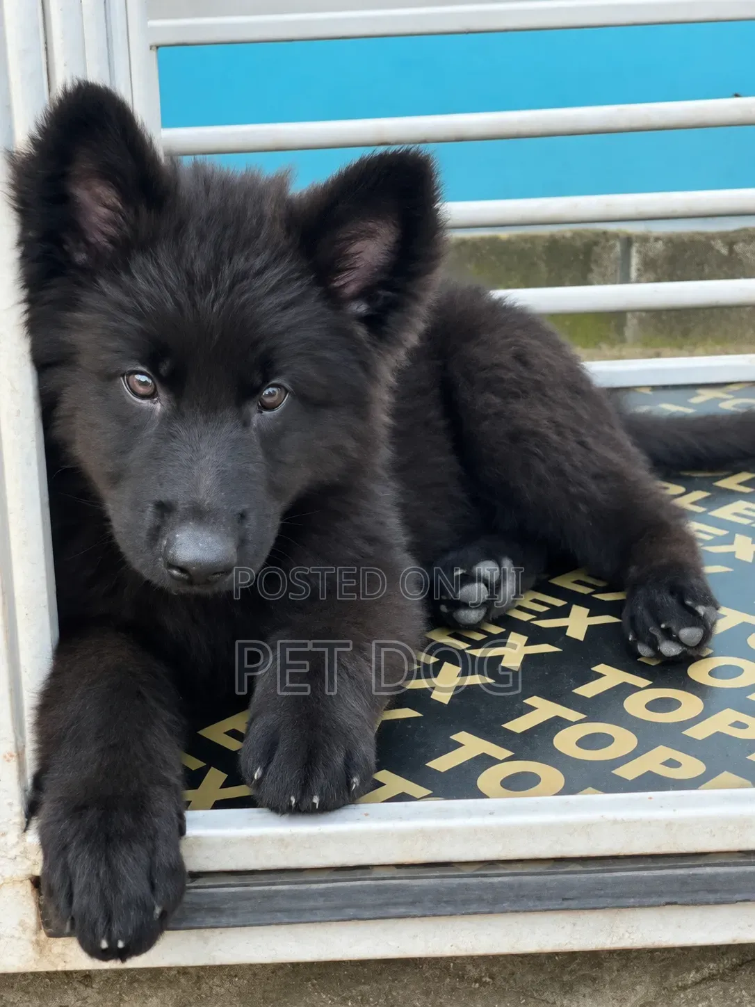 1-3 months Female Purebred German Shepherd