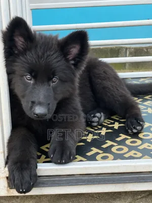 1-3 months Female Purebred German Shepherd