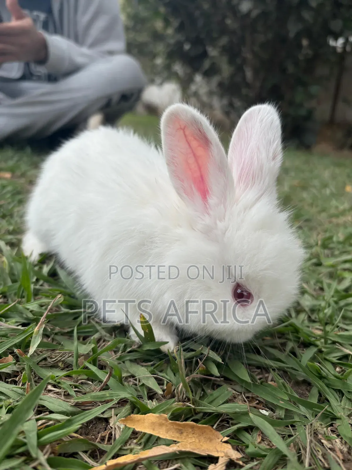 Angora Rabbit Kits Available