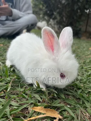 Angora Rabbit Kits Available