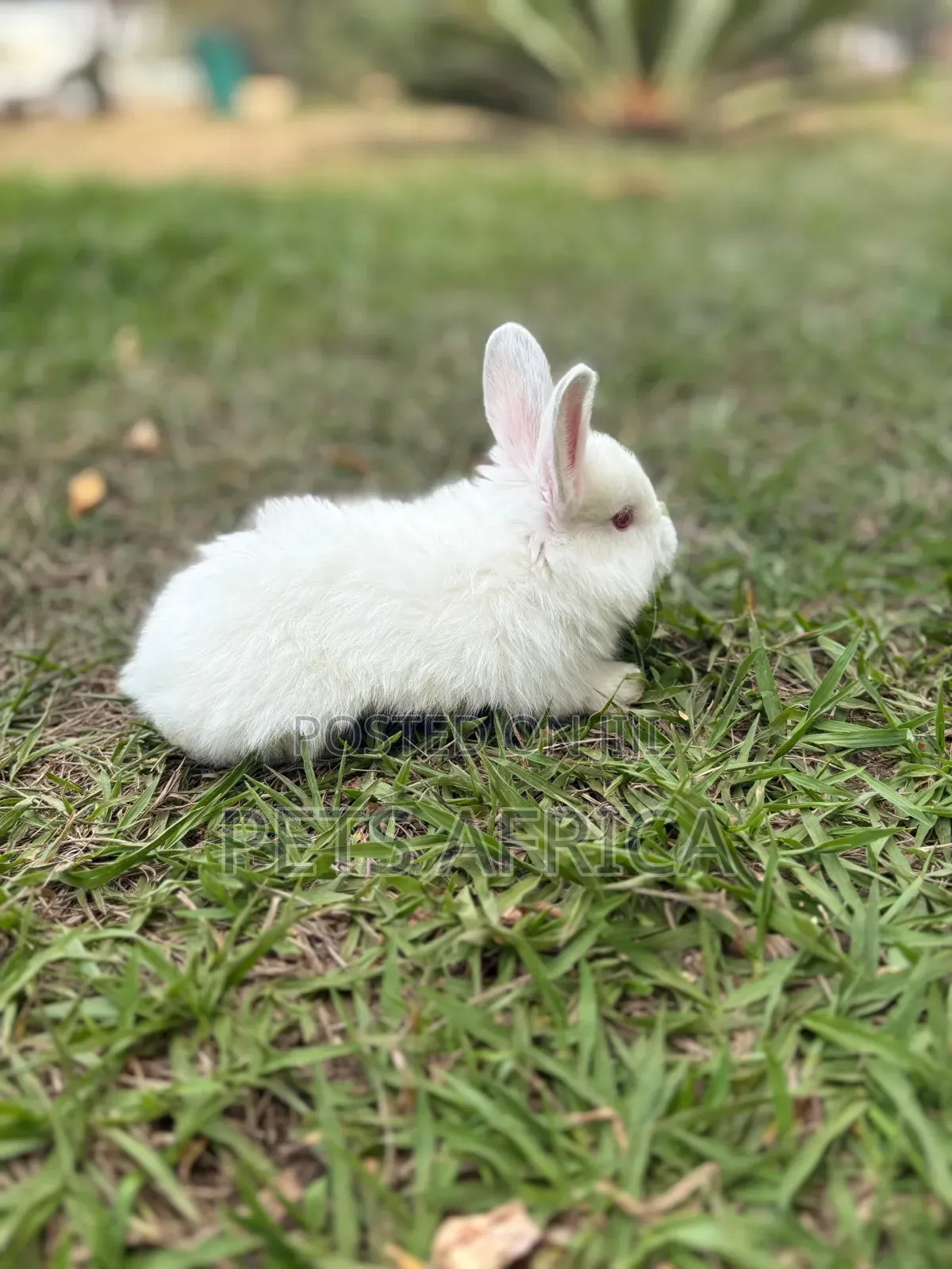 Angora Rabbit Kits Available