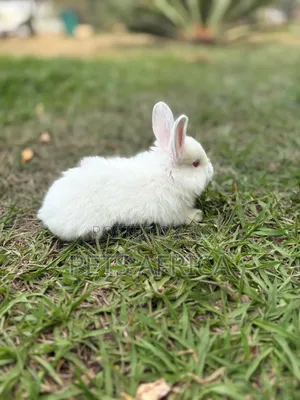 Angora Rabbit Kits Available