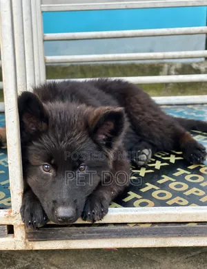 1-3 months Female Purebred German Shepherd