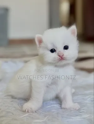 1-3 months Male Purebred Persian