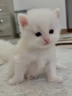 1-3 months Male Purebred Persian