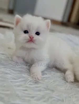 1-3 months Male Purebred Persian