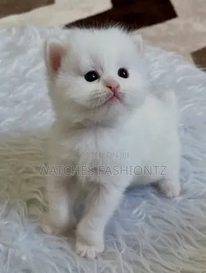 1-3 months Male Purebred Persian