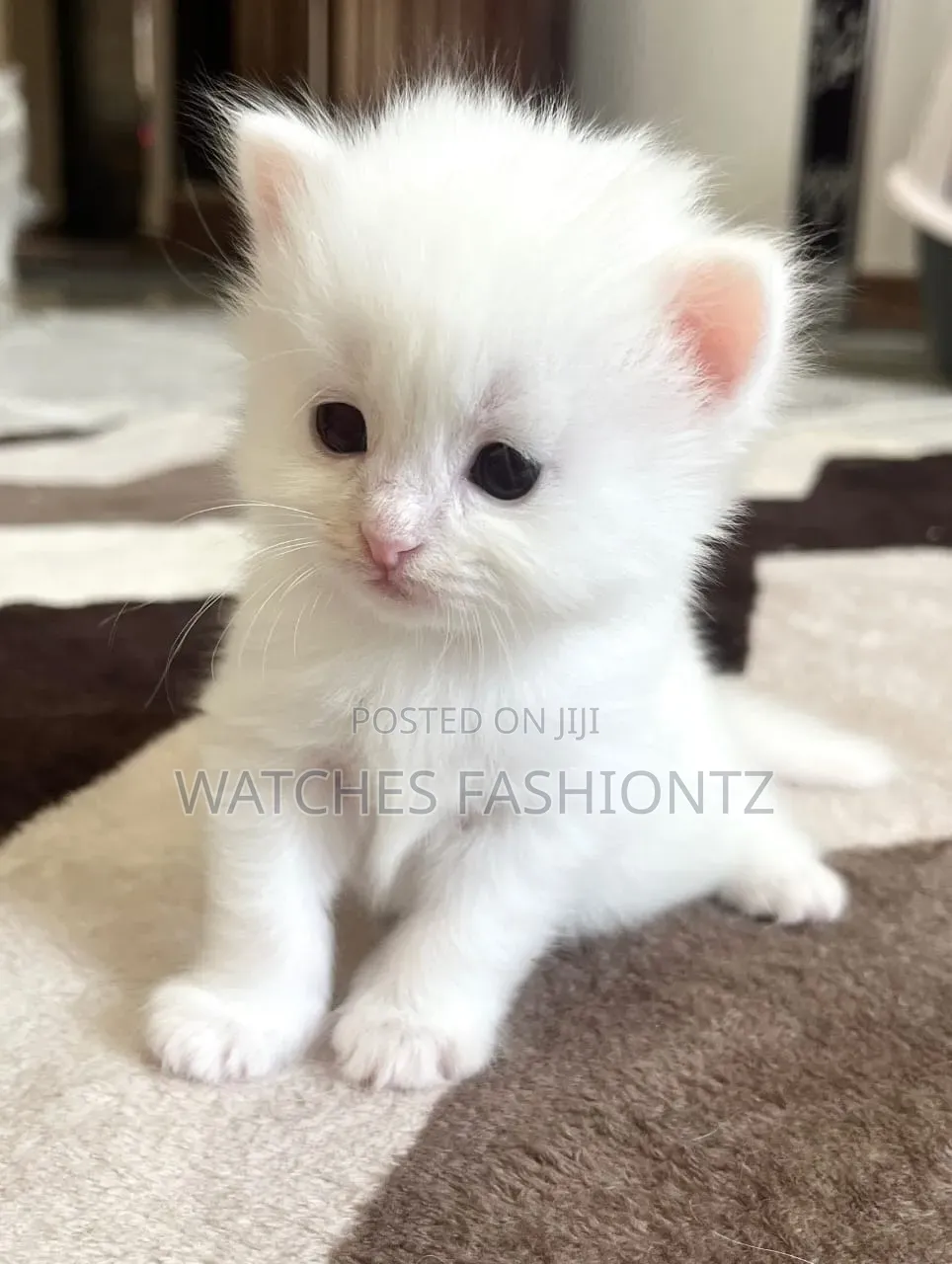 1-3 months Male Purebred Persian