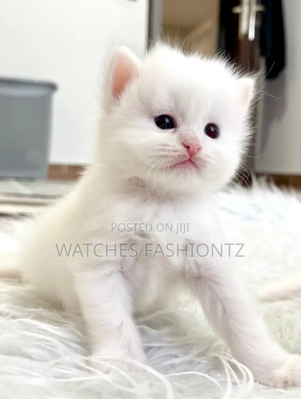 1-3 months Male Purebred Persian