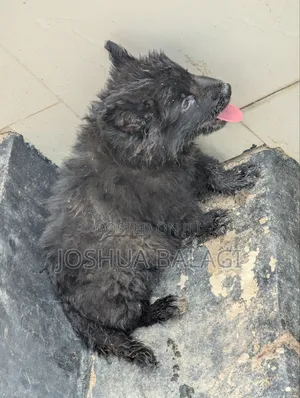 1-3 months Male Purebred German Shepherd