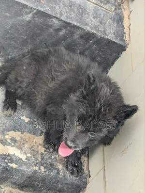 1-3 months Male Purebred German Shepherd
