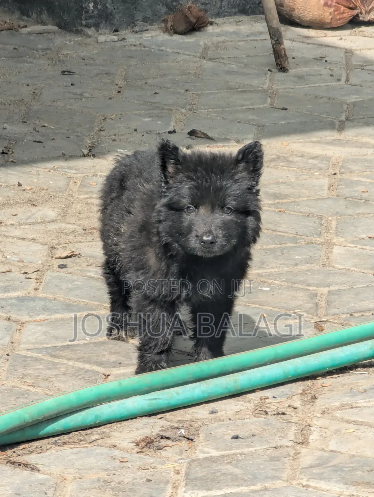 1-3 months Male Purebred German Shepherd