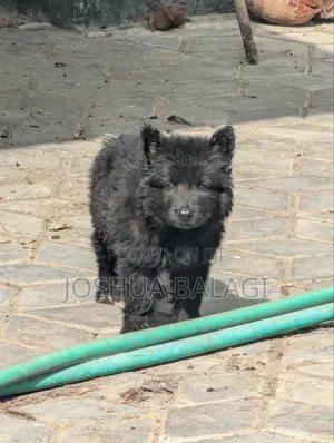 1-3 months Male Purebred German Shepherd