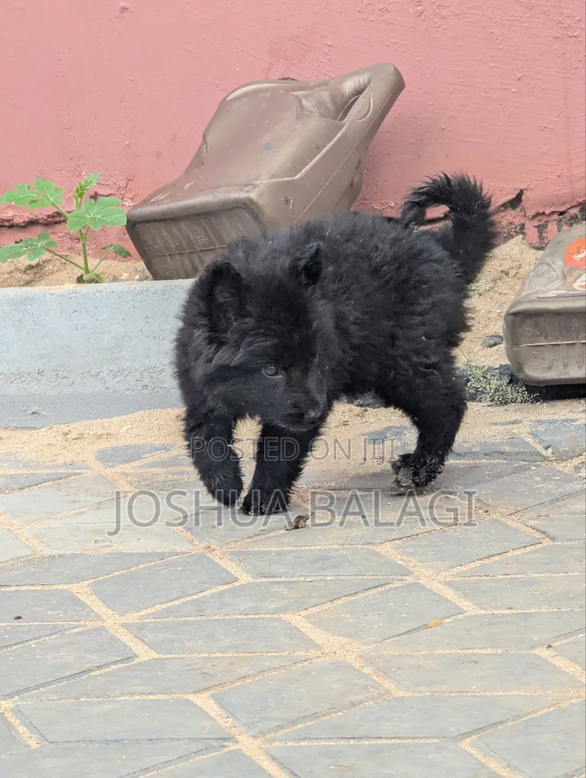 1-3 months Male Purebred German Shepherd