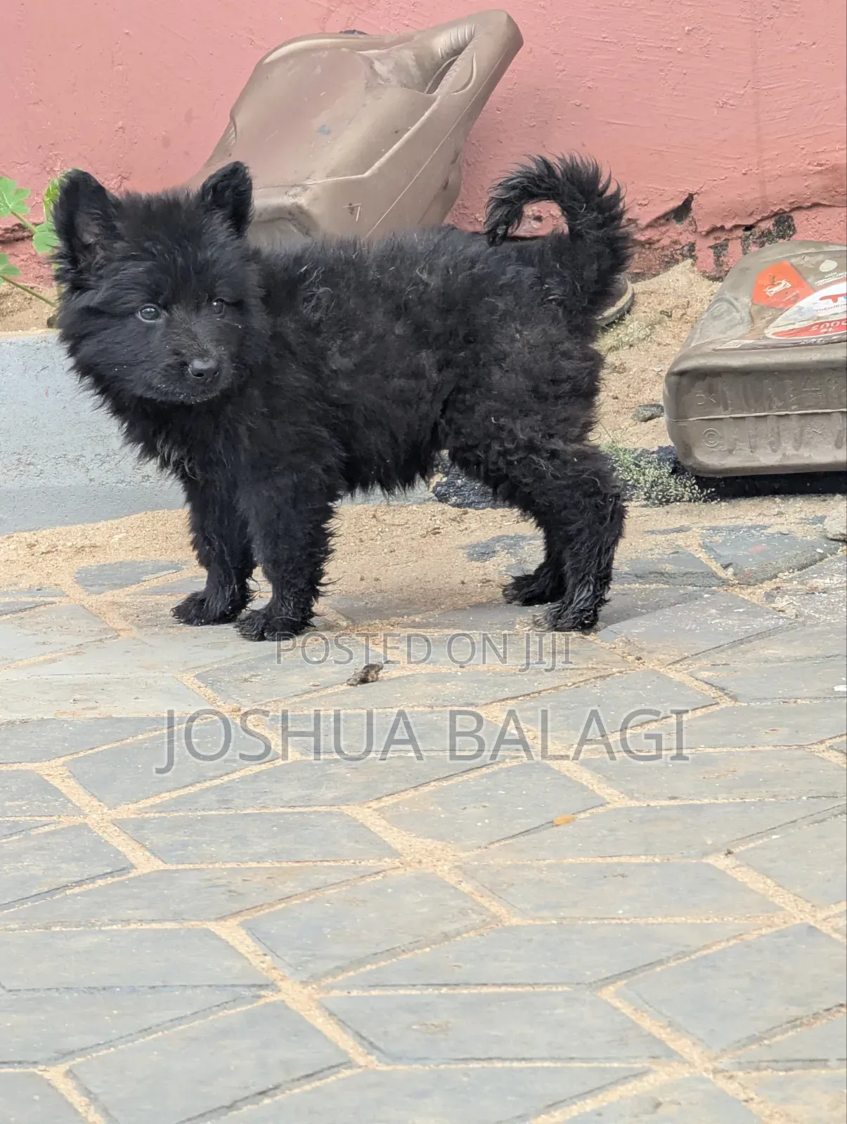 1-3 months Male Purebred German Shepherd