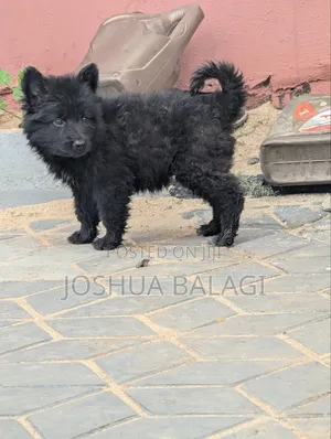 1-3 months Male Purebred German Shepherd