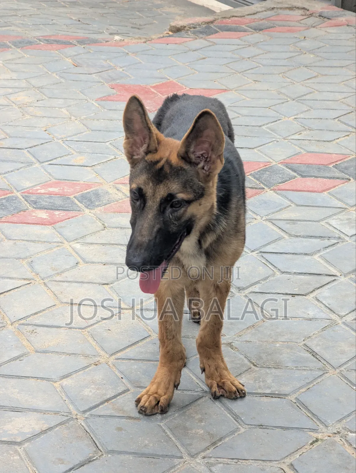 3-6 months Male Purebred German Shepherd
