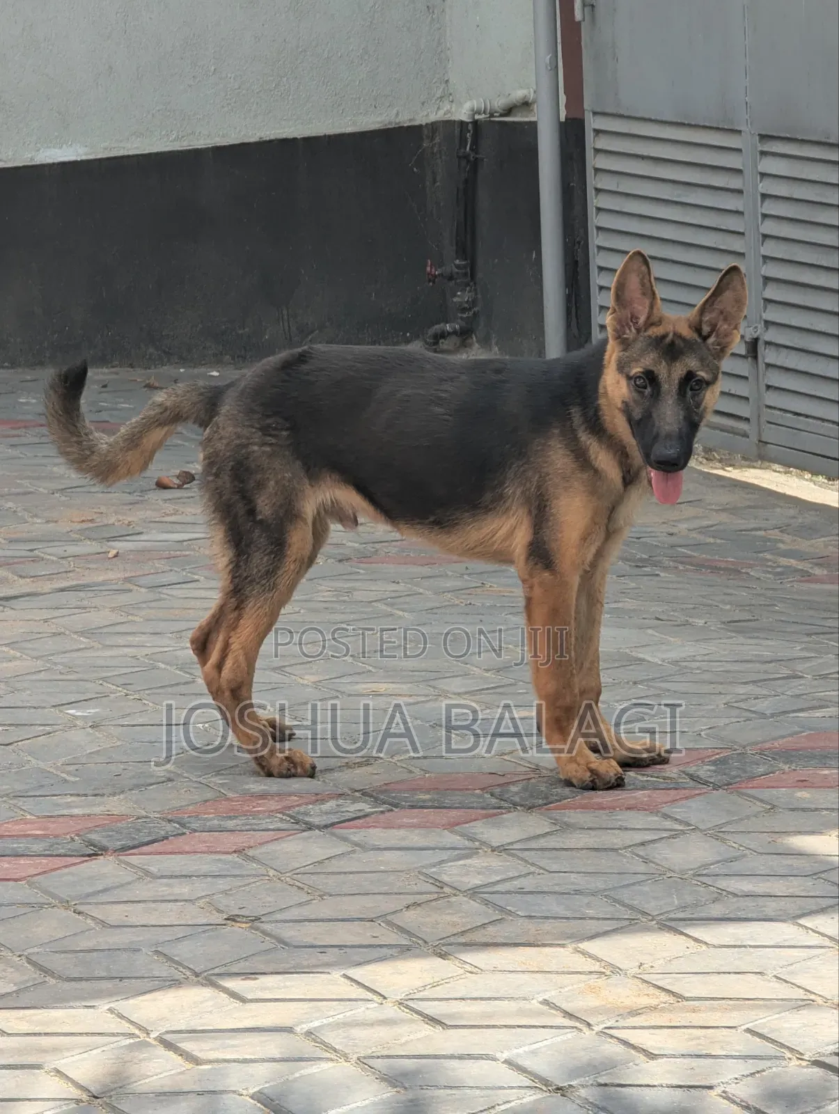 3-6 months Male Purebred German Shepherd