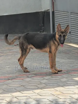 3-6 months Male Purebred German Shepherd