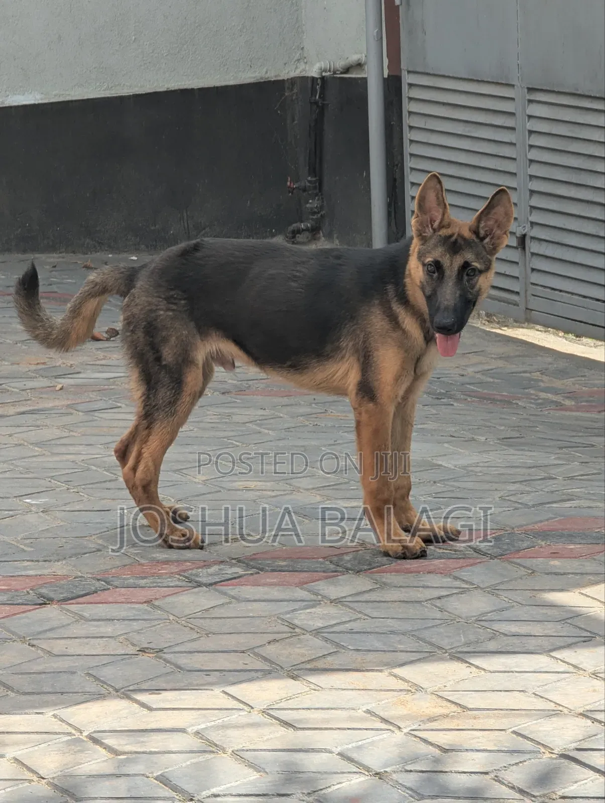 3-6 months Male Purebred German Shepherd