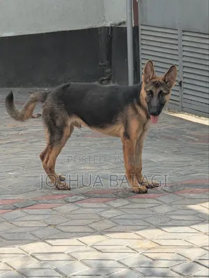 3-6 months Male Purebred German Shepherd