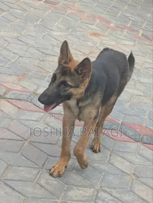 3-6 months Male Purebred German Shepherd