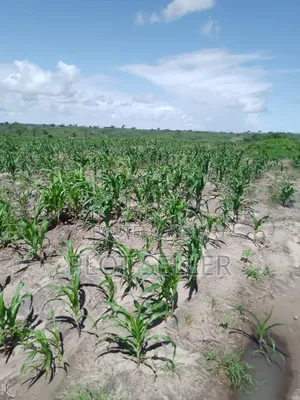 Farmland for Sale 5000 Acres in Pangani,Tanga