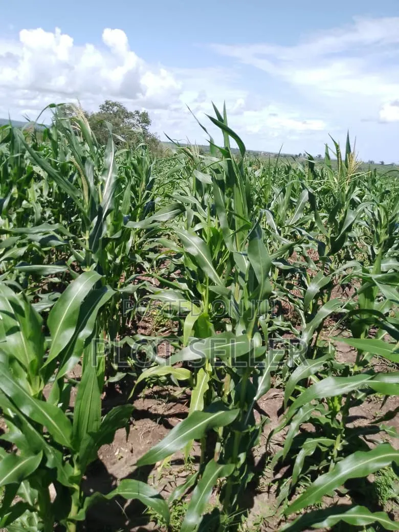 Farmland for Sale 5000 Acres in Pangani,Tanga
