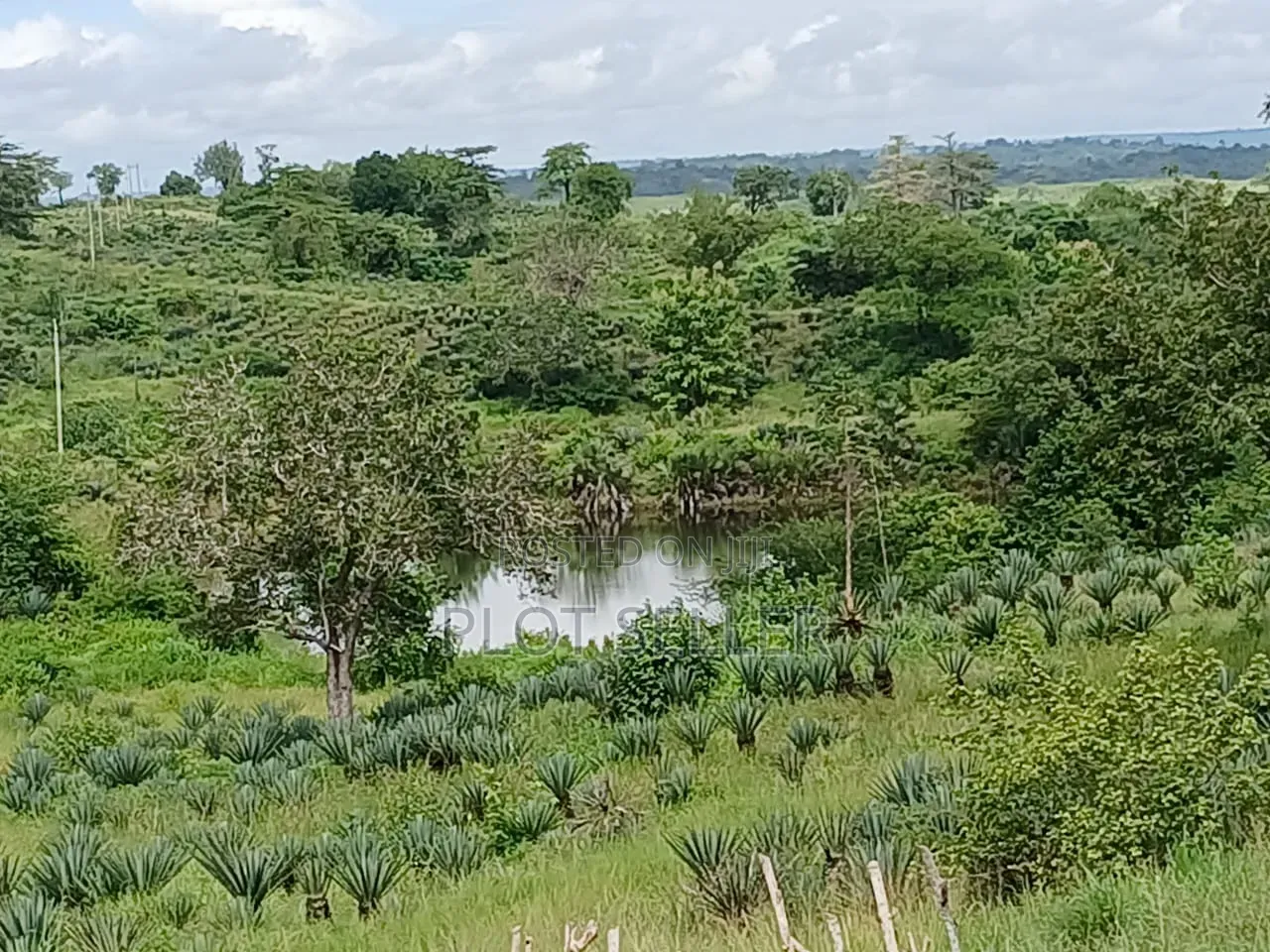 Farmland for Sale 5000 Acres in Pangani,Tanga