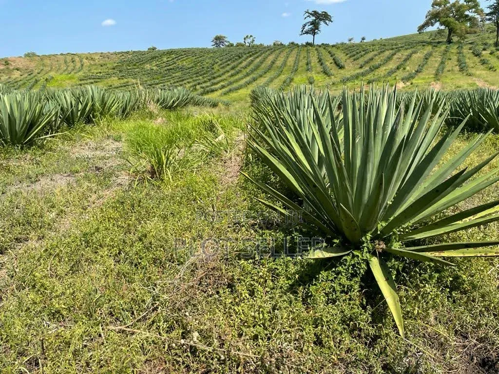 Farmland for Sale 5000 Acres in Pangani,Tanga