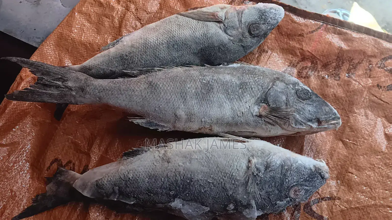 Kigoma Fresh Fish - Mgebuka & Kuhe