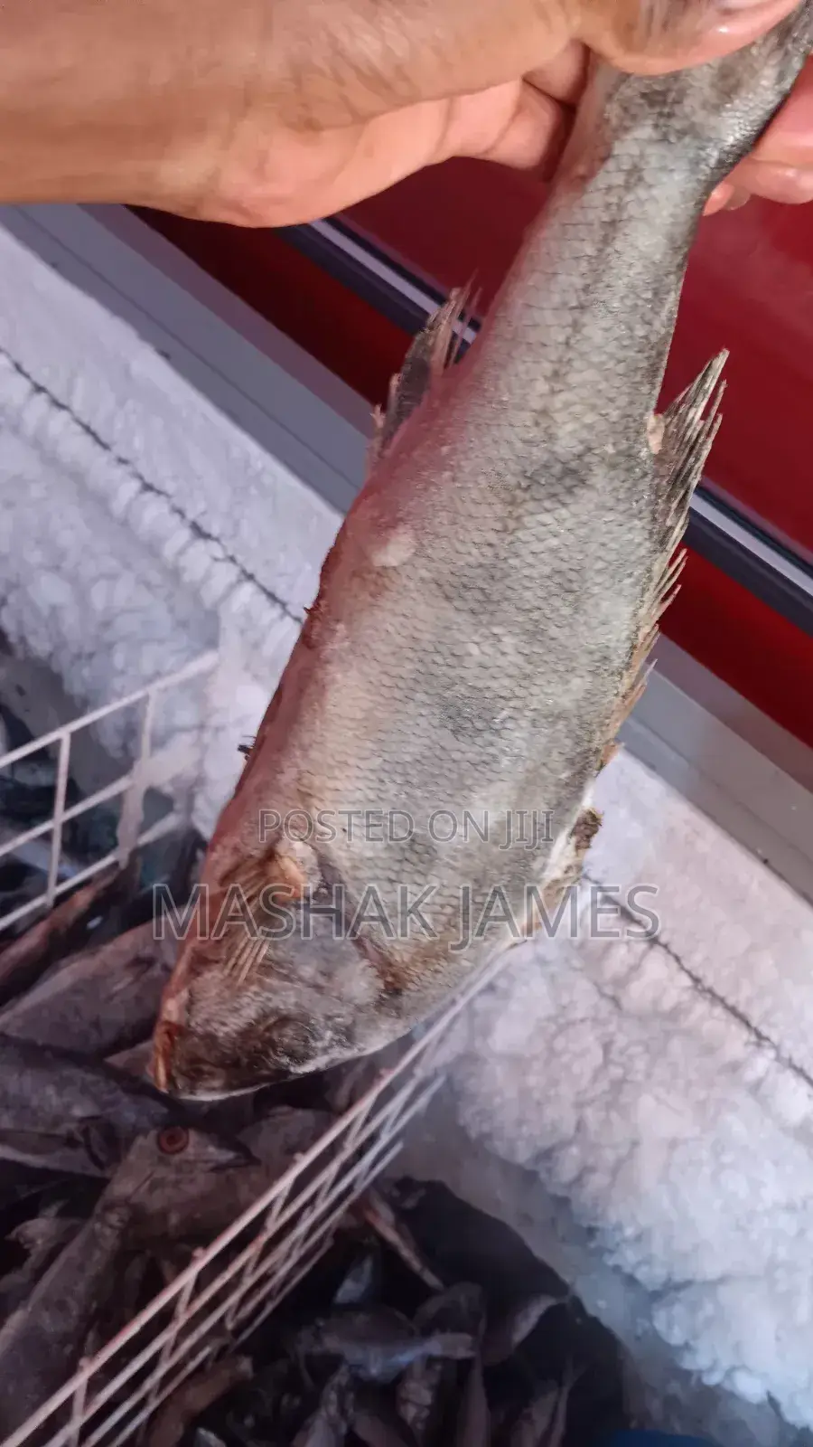 Kigoma Fresh Fish - Mgebuka & Kuhe