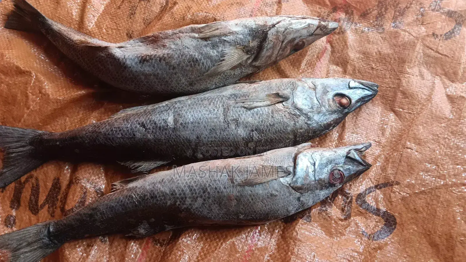 Kigoma Fresh Fish - Mgebuka & Kuhe