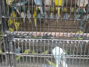 Budgies - Birds for Sale