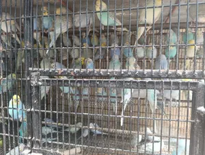 Budgies - Birds for Sale