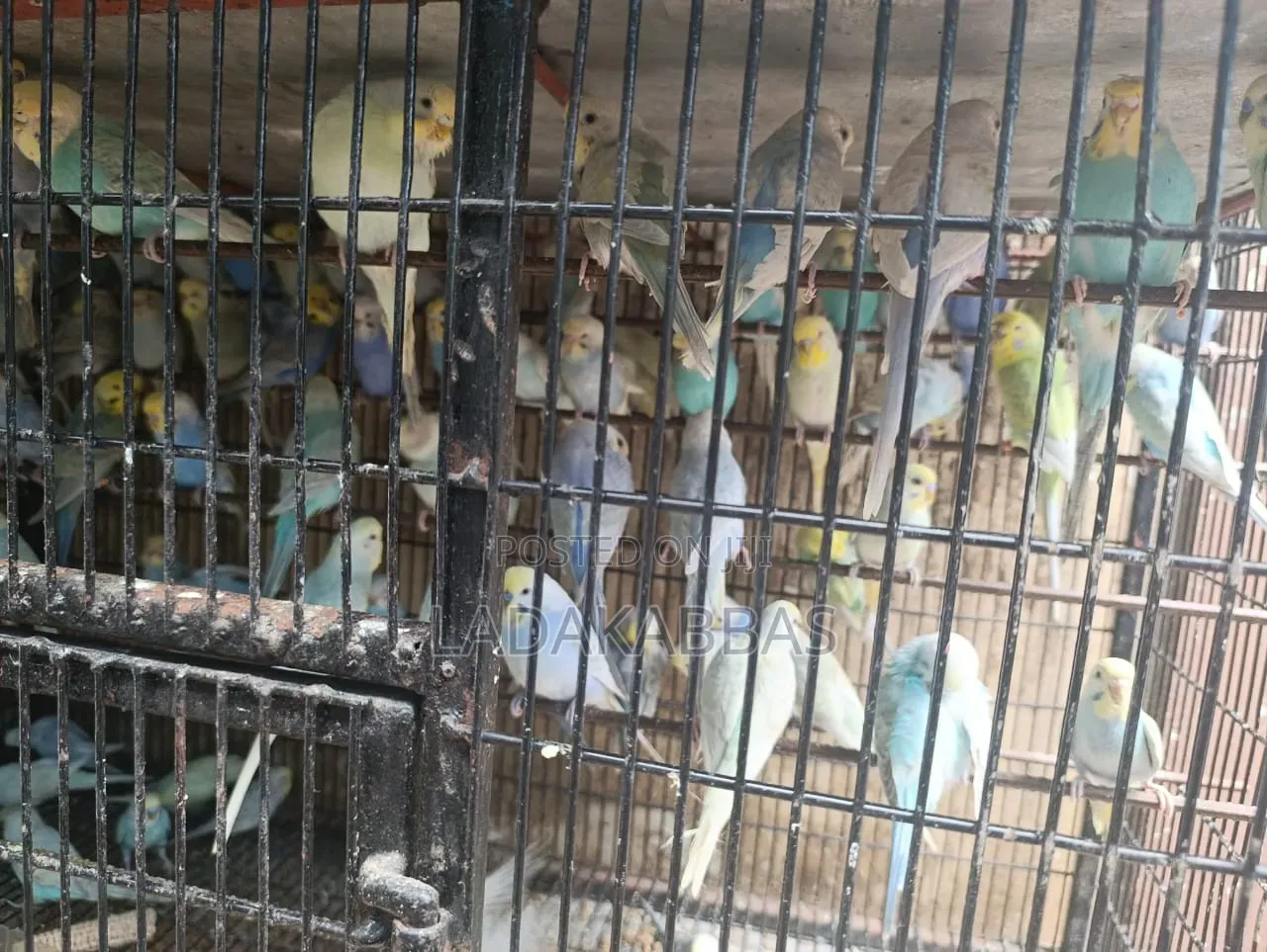 Budgies - Birds for Sale