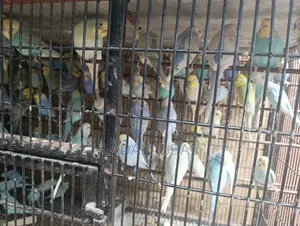 Budgies - Birds for Sale