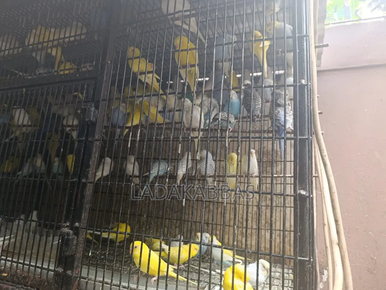 Budgies - Birds for Sale