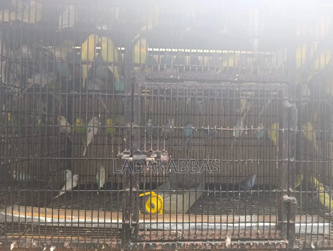 Budgies - Birds for Sale
