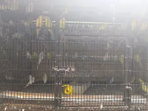 Budgies - Birds for Sale