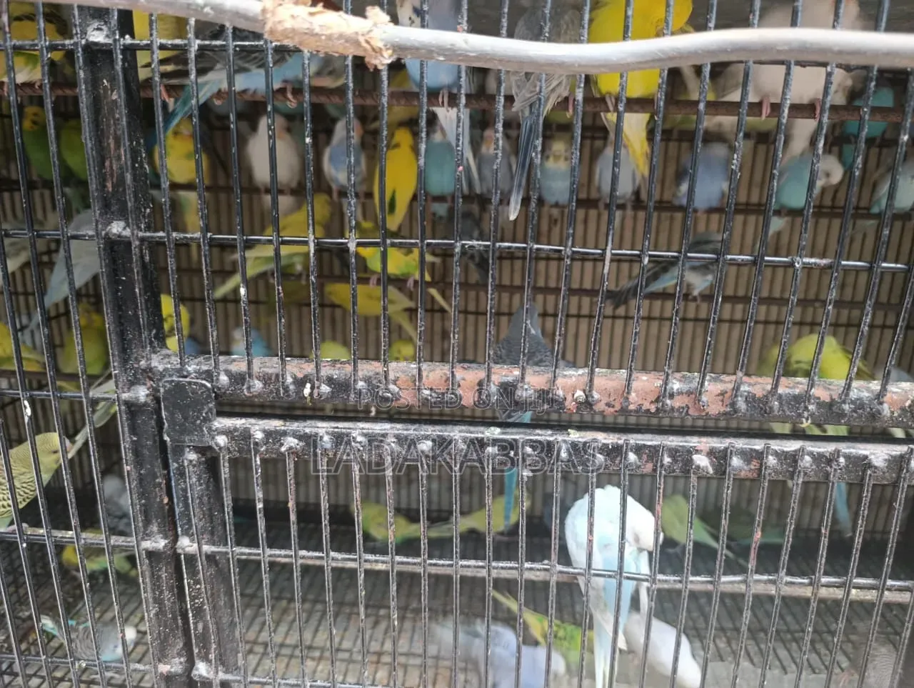 Budgies - Birds for Sale