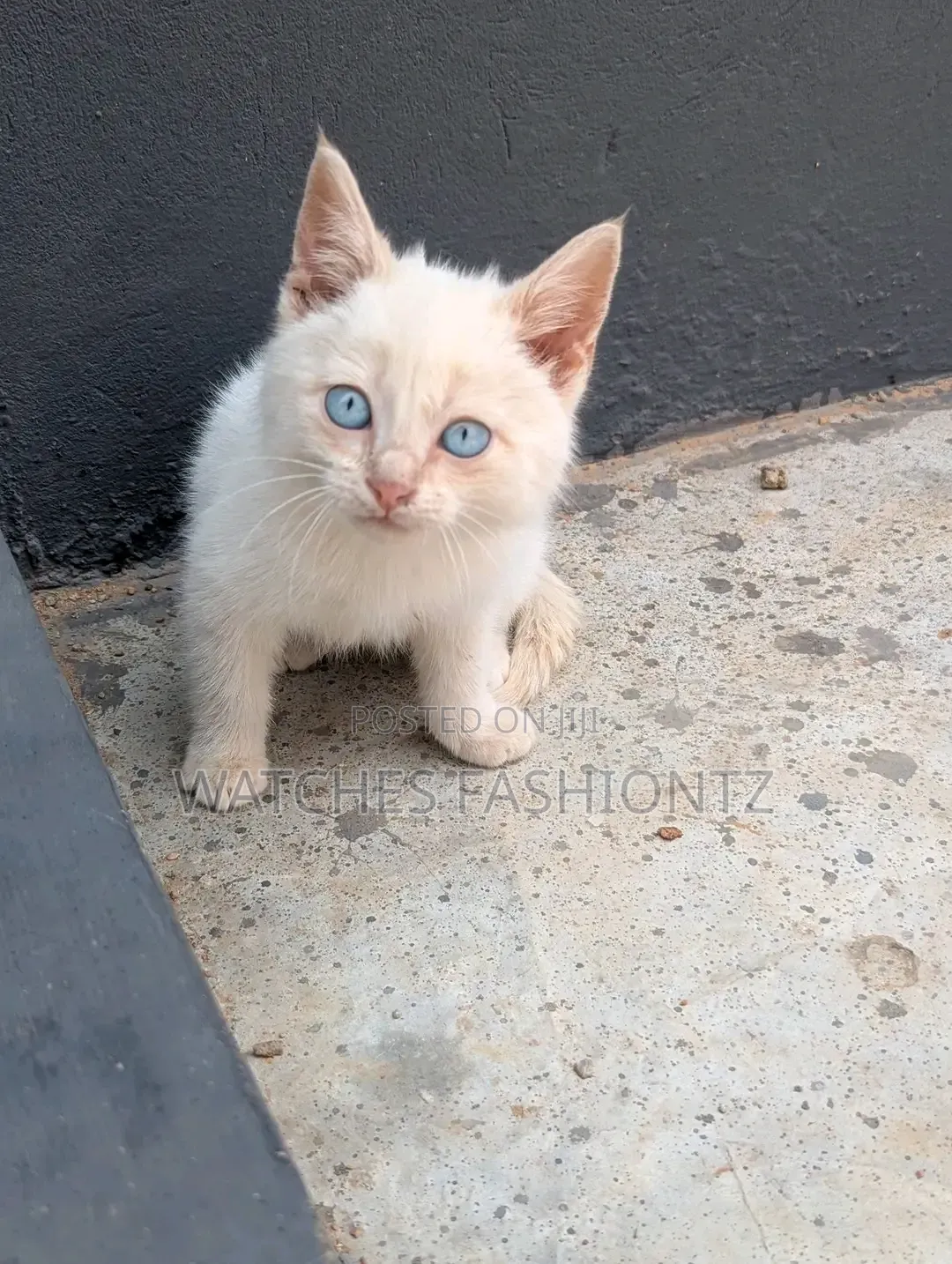 1-3 months Female Purebred Turkish Angora