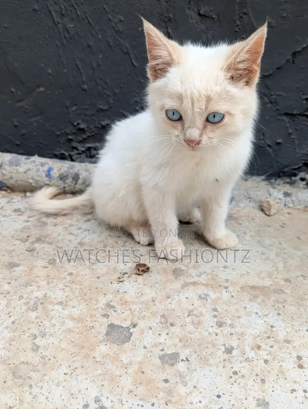 1-3 months Female Purebred Turkish Angora