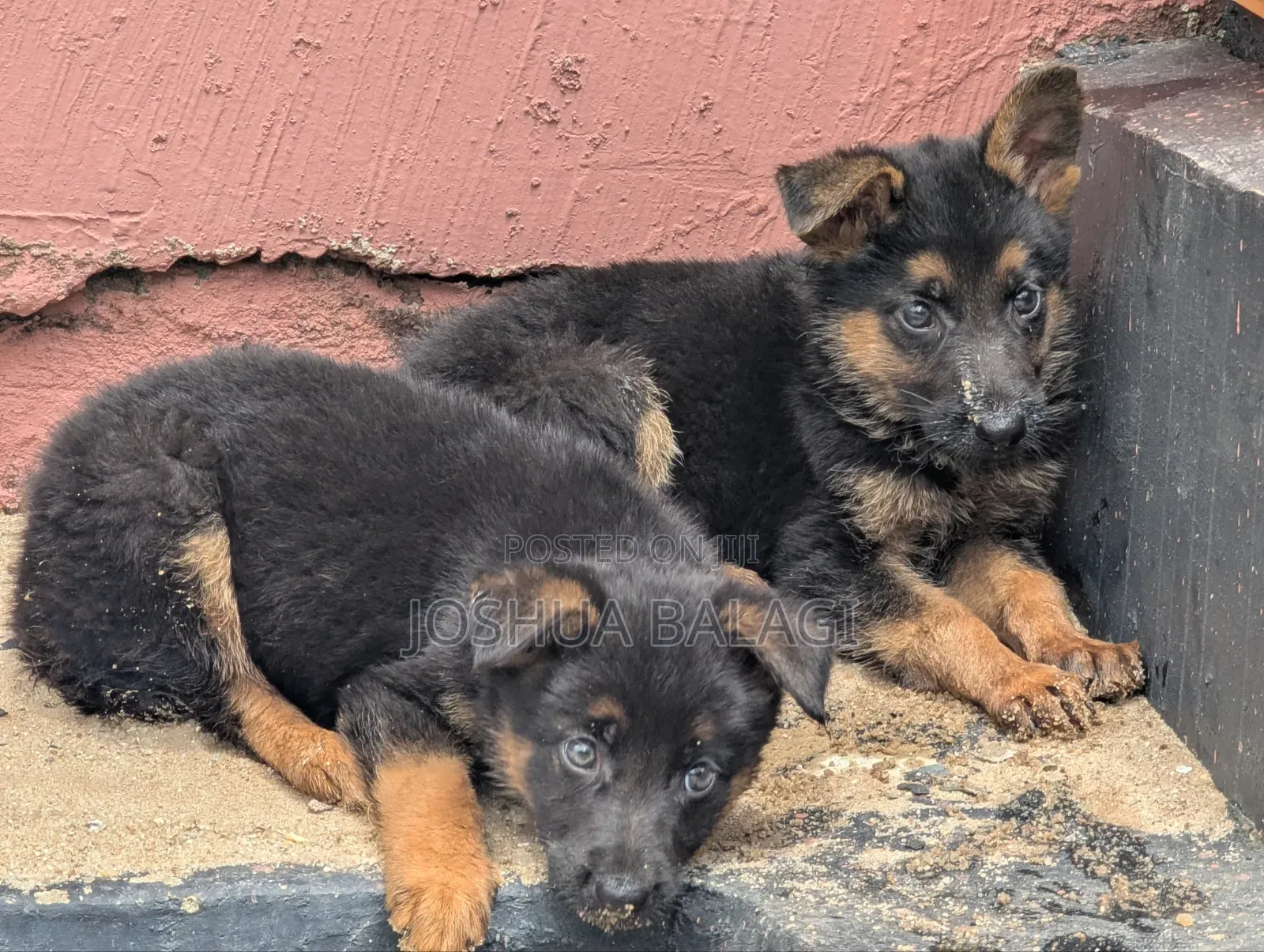 1-3 months Male Purebred German Shepherd