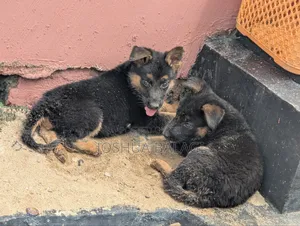 1-3 months Male Purebred German Shepherd