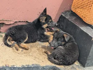 1-3 months Male Purebred German Shepherd