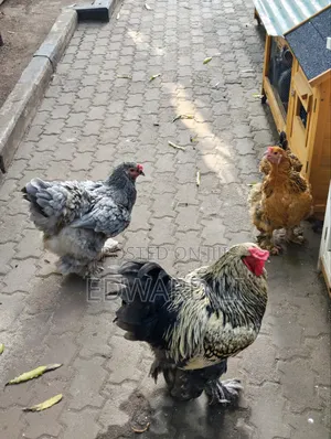 Ornamental Chicken House