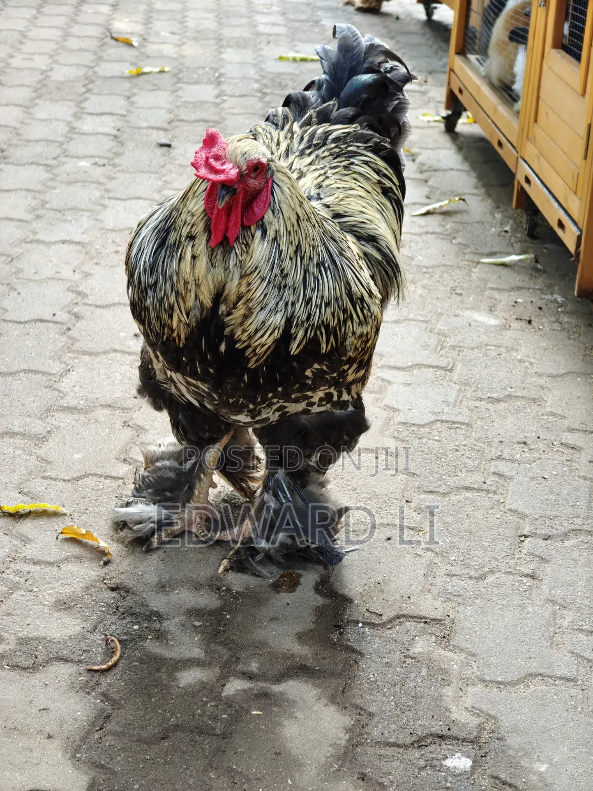 Ornamental Chicken House